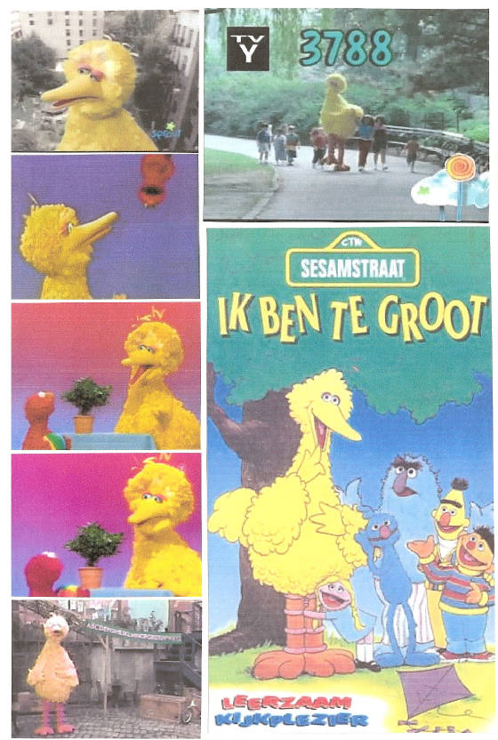 bigbird243.jpg